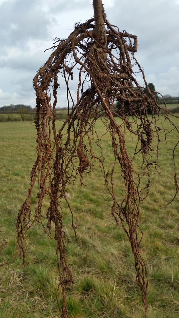 Adrian85452482's tweet photo. Taking root and growing #phoenixforest @GoddardRich @JessieR87 @JenniB282 @lmkenny30 @garyrogerson74 @Shiggins66 http://t.co/BVpY4QBfEl
