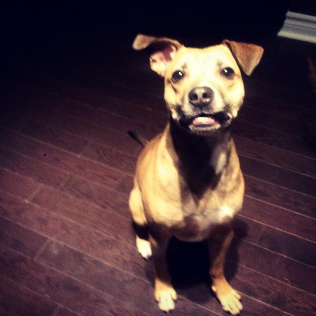 ms_essemm's tweet photo. Cheeeeeese   #LoveYourPetDay http://t.co/81qGikFb0u