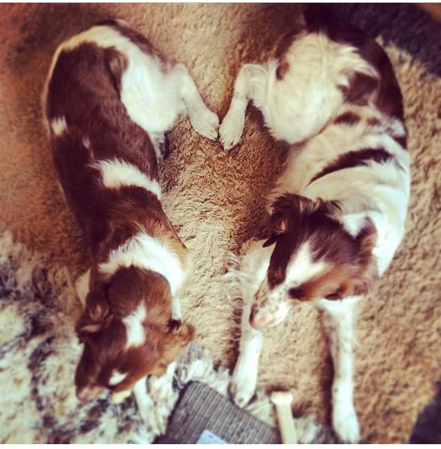 DrinkUproot's tweet photo. It's #loveyourpet day. We'll #drinkuproot to that. http://t.co/BcRjVqqQF0