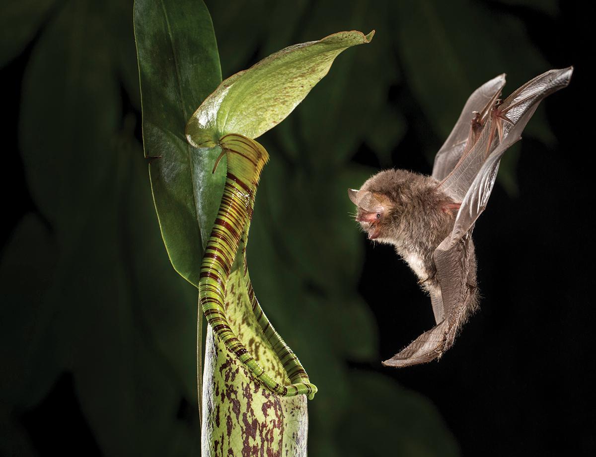 Nepenthes hemsleyana летучая мышь