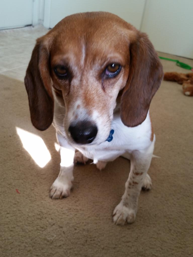 Hound_Table's tweet photo. I feel a little guilty. Ran out of the house on mom in the record cold temps. Got back inside 15 min later tho. http://t.co/cADHIVbF1i