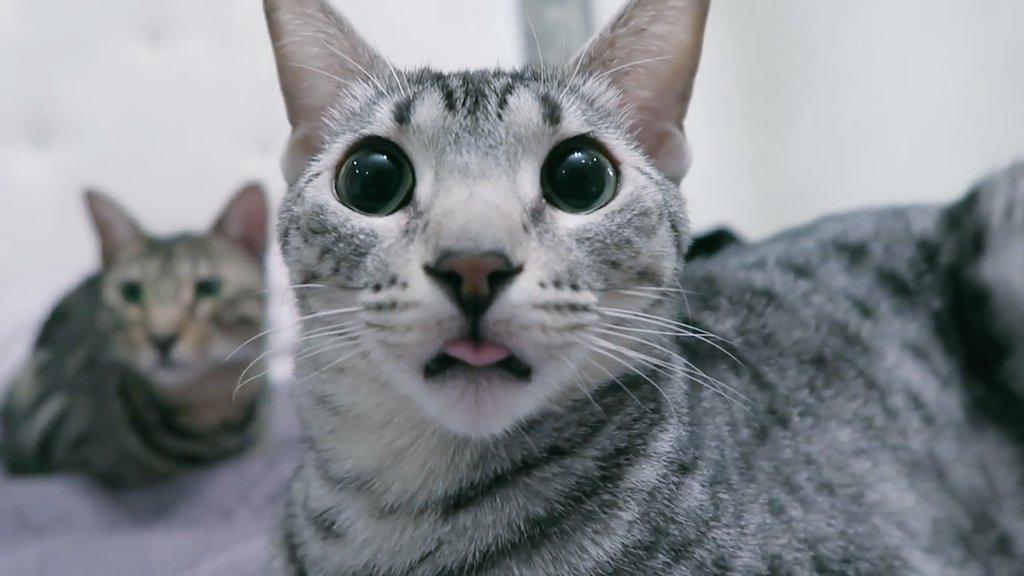 ZanTakuz's tweet image. They are so cute #CatFlow