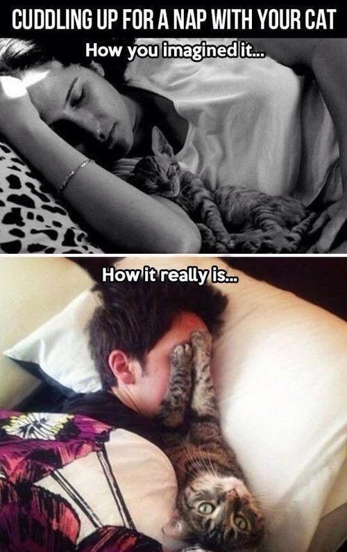 cat_fanatic_'s tweet photo. http://t.co/EaYeLspPib