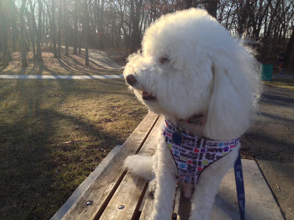 Mr_Woofy's tweet image. @KCMO I love my hometown! #KCLoveYourPetDay