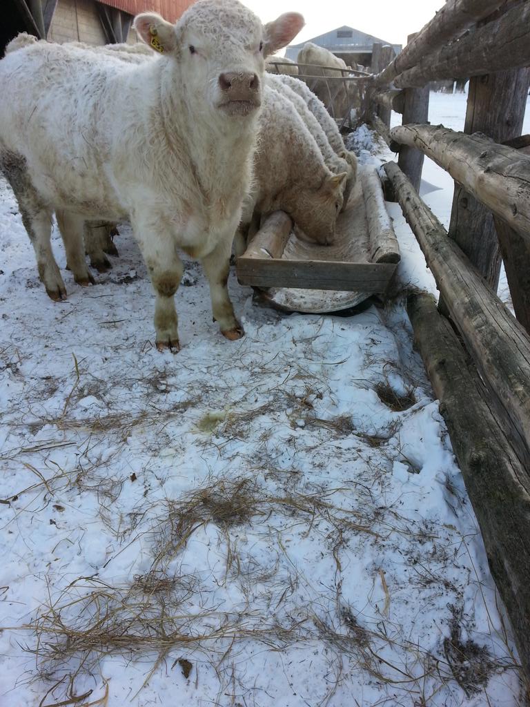 Grandview Farms tweet media