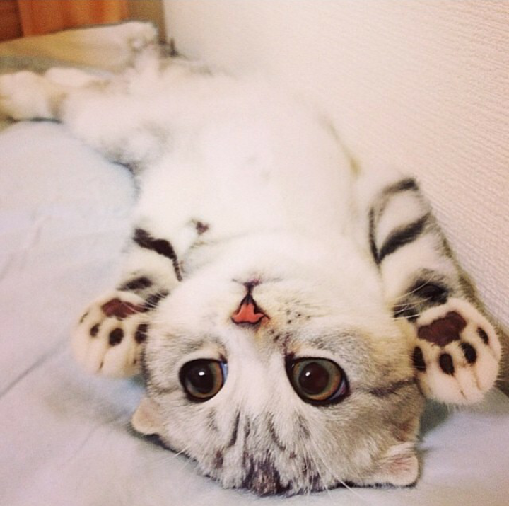 LuvKittensDaily's tweet photo. His cuteness is off the charts http://t.co/unGzDI5gUj