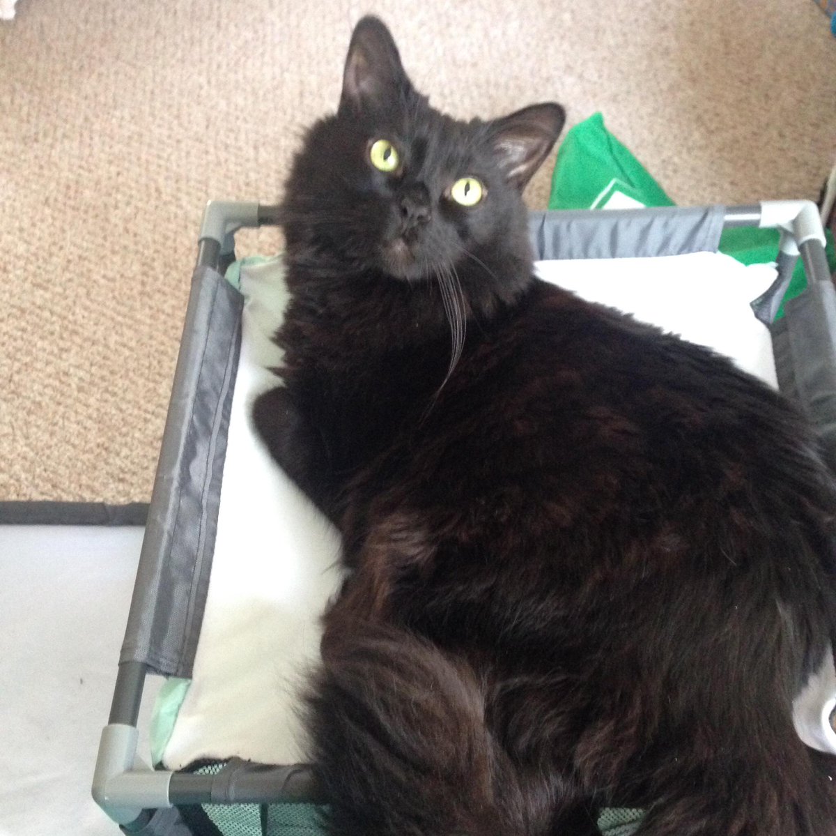 Meggytron tweet media