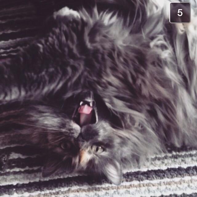 katekirkby's tweet photo. Every day is #LoveYourPetDay with this fart face http://t.co/8iUL5XwhVp