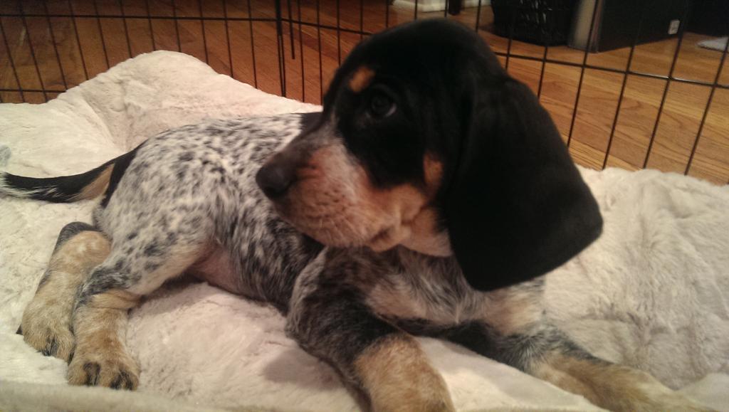 a_ogilvie's tweet image. . @KCMO a new puppy on #KCLoveYourPetDay