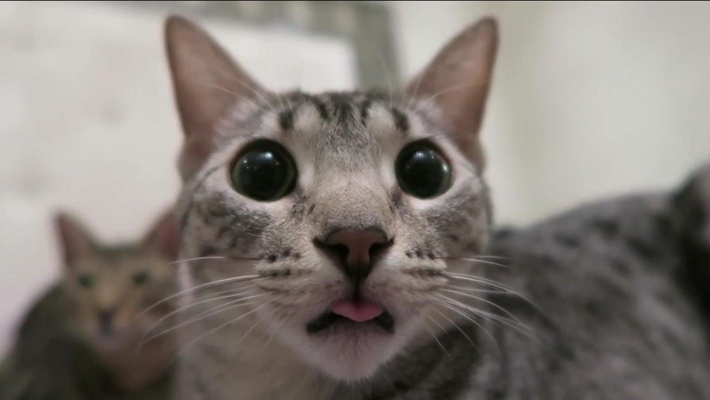 CadenaHunter's tweet photo. @BfvsGf_ cats be creepin http://t.co/VVccuvVlJa