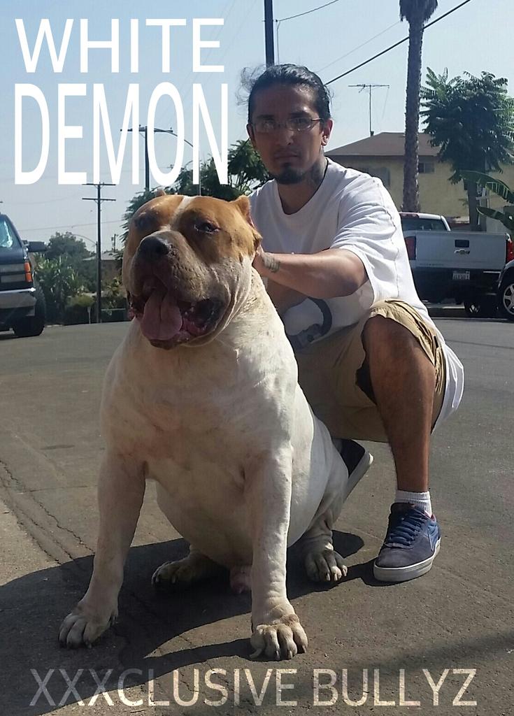 american bully xxl white