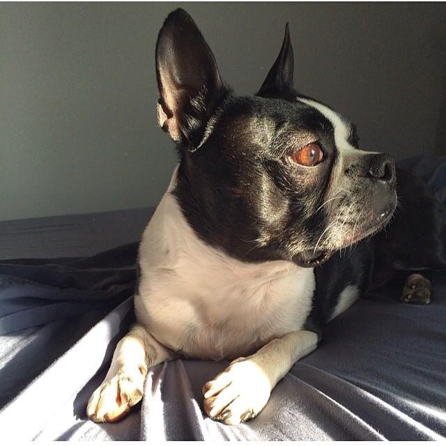 UONewEngland's tweet photo. #LoveYourPetDay should be every day 💕 #USatUO #bostonterrier #vsco #vscocam #love #uo 📷: a… http://t.co/hscCv192X2 http://t.co/k6diLxzNFf