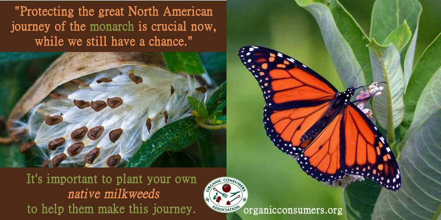 OrganicConsumer's tweet image. Help #SaveTheMonarchs! Check out this guide to find native #milkweed seeds for your area! ow.ly/JoaAj