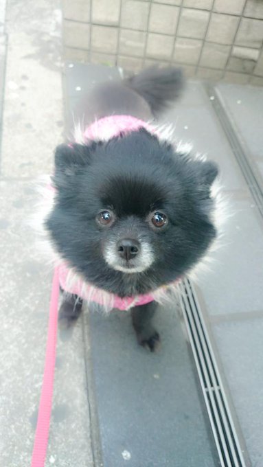 犬の散歩中😺ジュウザー君は恥ずかしがりや🎵 http://t.co/iBhsJMjE5N