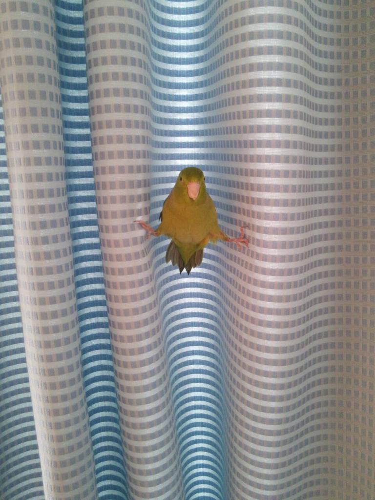 マメルリハ 健太郎井上 なぜそうなった Http T Co Pfmhli0exd