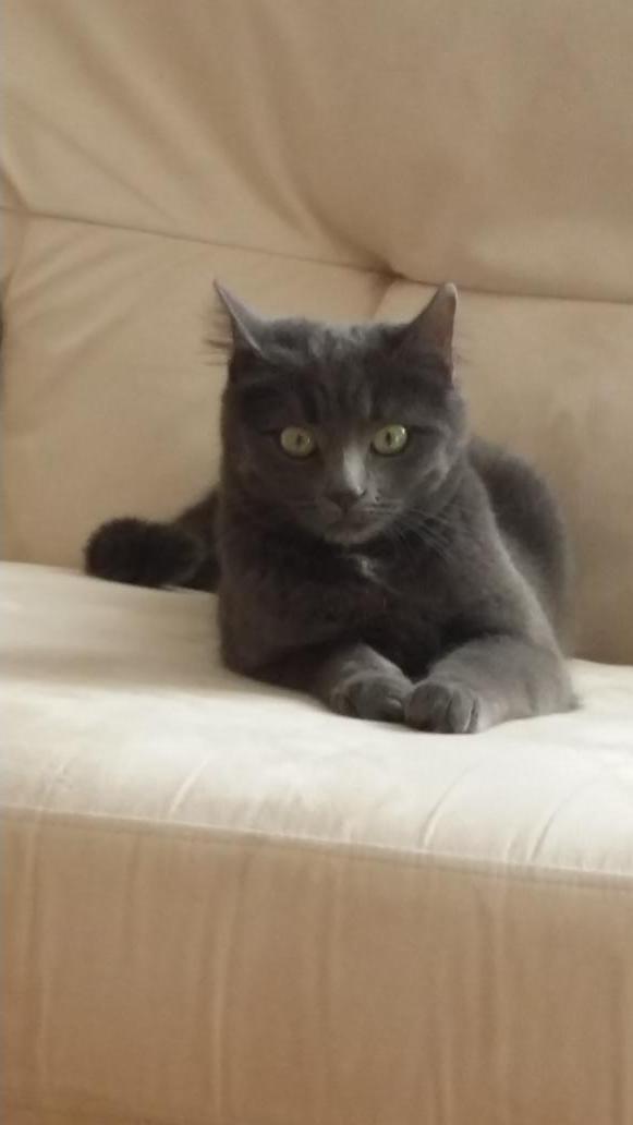 wiggiwogs's tweet photo. @max_thomas1 sorry to hear you lost your cat, spooky as we have a new one @ka_machin 🐱 http://t.co/92ZfBchGZc