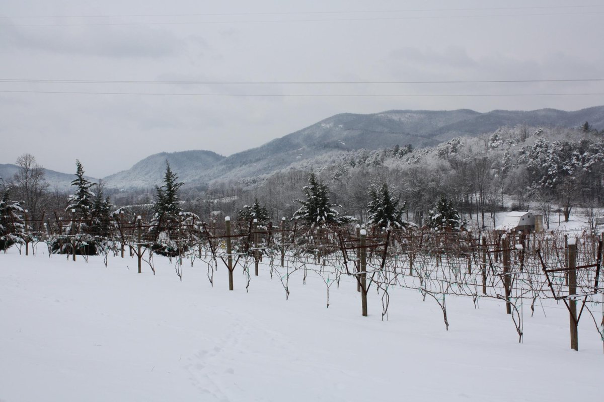 12 Spies Vineyards tweet media