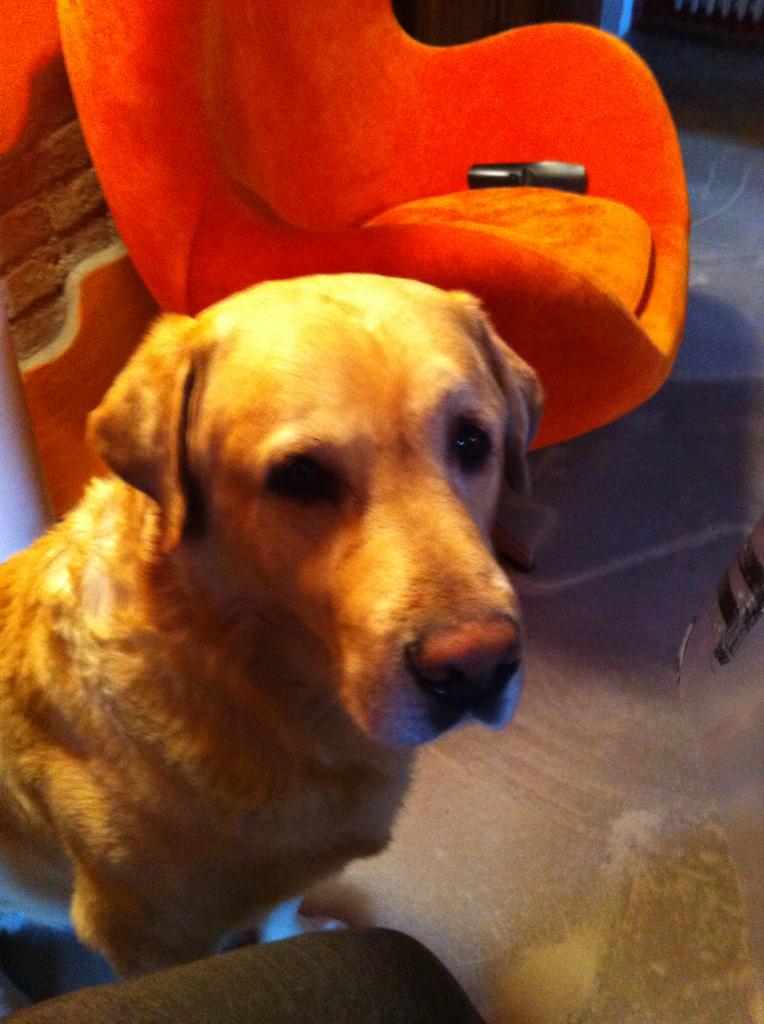 smartchicelan's tweet photo. Me lo dai un pezzetto di pane? 😍 @jadorelabrador http://t.co/E68plGMGbe
