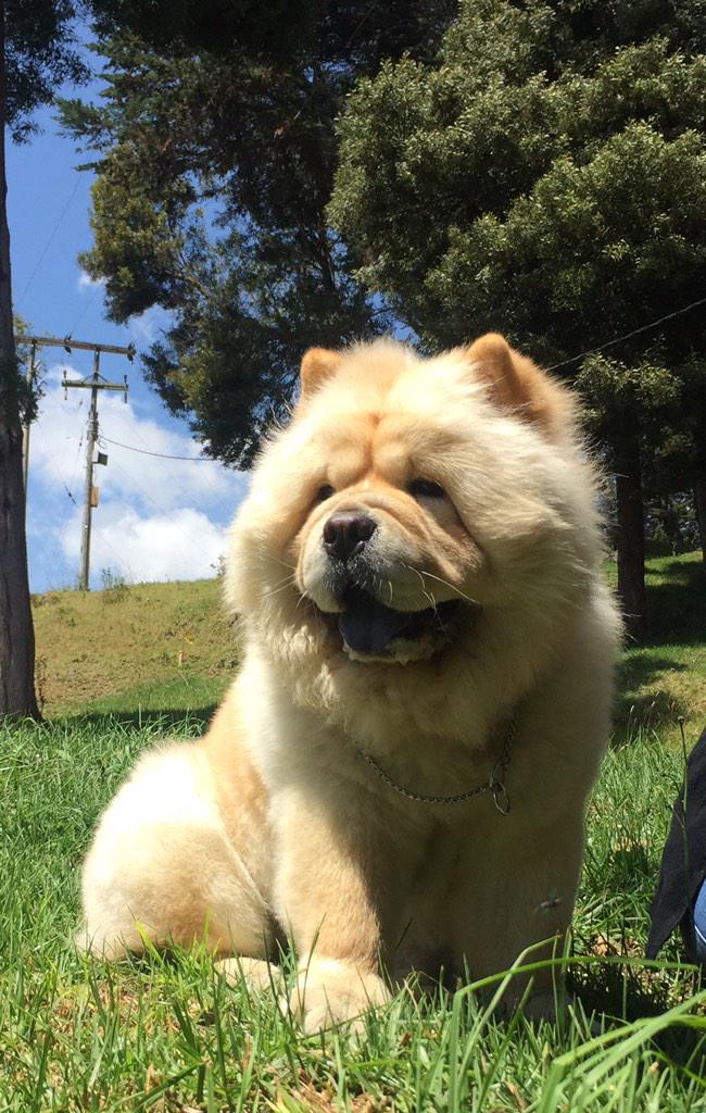allanjones29's tweet image. #lovechowchow mi primera expo lili