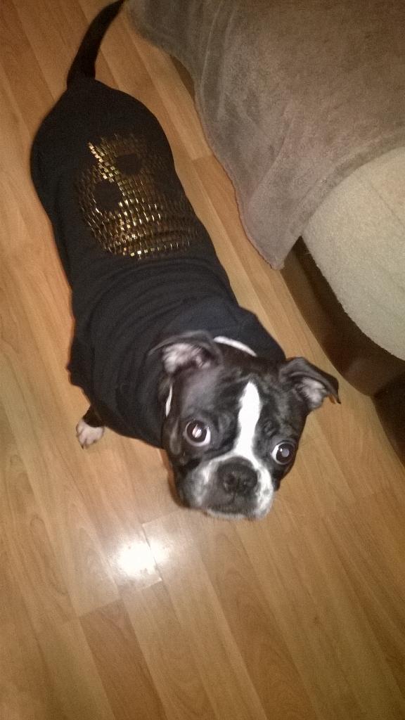 BellaBugsworld's tweet photo. Working it in my new outfit mummy gots me... Rock n Bol! 🐾 xx http://t.co/LRb4n2c9rZ