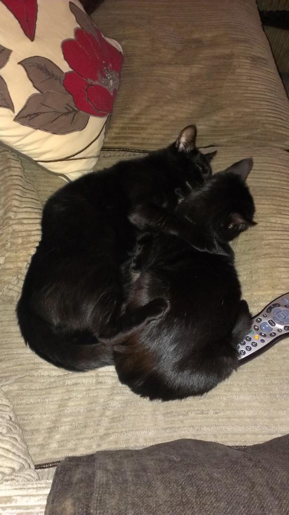 Stacey Dee Goodrich (@goodrichdee) on Twitter photo 