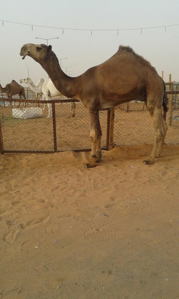 020Sef's tweet image. 💯للبيع القعود كفو 💯
السن/ لقي 

من انتاج الأمير سلطان بن محمد الكبير 

ابوه / كرعان 

اخو الحاكمه

جوال/٠٥٠٠٢٦٤٠١٠