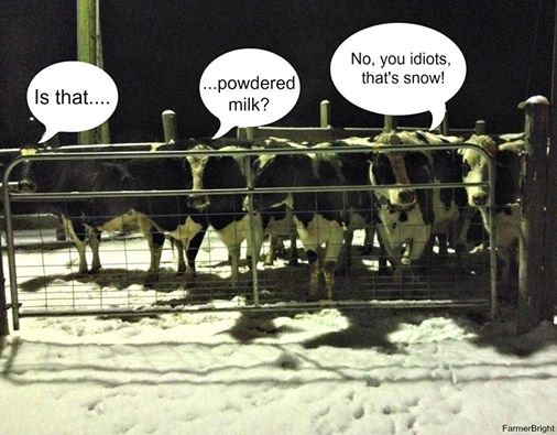 Farmerbright's tweet photo. The cows had to deal with a little bit of snow this morning. #snow #SnoWBIR http://t.co/wBjblPdsJc
