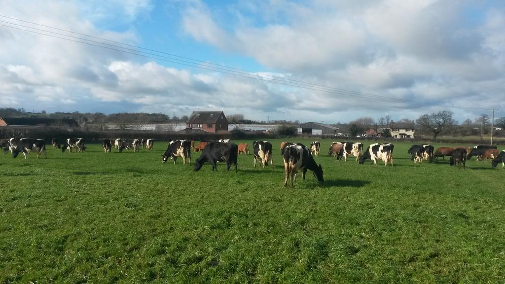 giles_bristol's tweet photo. Might have snowed this morning but nothing gets in the way of the girls and a fresh break! #teamdairy #whitegold http://t.co/IW7ilQHCVp