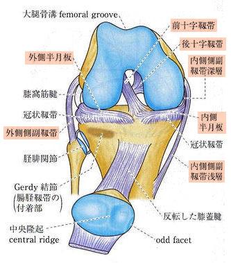 【膝関節】
・前十字靱帯…脛骨前内側より外後方へ
 ・後十字靱帯…脛骨後外側より内前方へ
 ・内側側副靱帯、外側側副靱帯