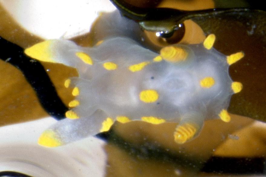 CardiffCurator's tweet photo. This little fella sneaked into our seaweed samples #SeaSlugSaturday #Nudibranch collected from Berwick-upon-Tweed http://t.co/IDPT6bDlNe