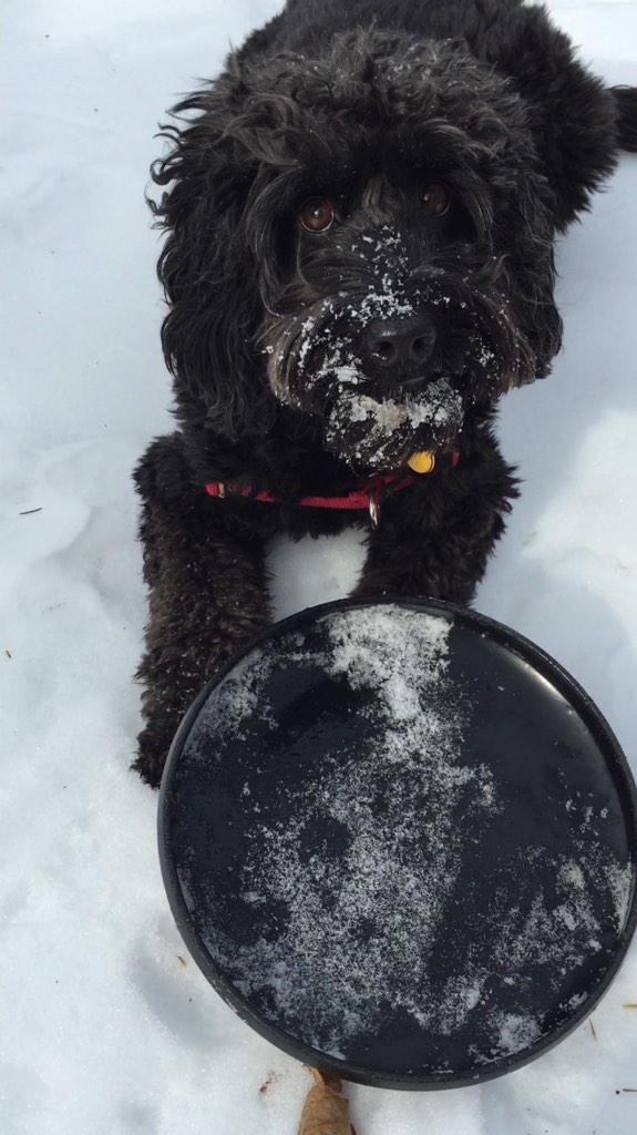 j_tannenbaum's tweet photo. Thanks mom for the pic. #missingthepup http://t.co/qDIdo7ym6D