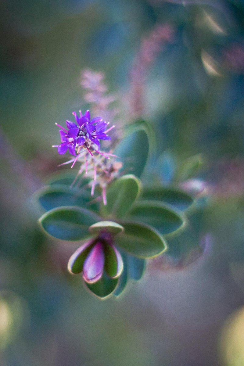 lmhob's tweet photo. This week's photography challenge - wide opened, and my shot of a hebe flower
http://t.co/3SfIXRGXrt http://t.co/GA3cM5PhMg
