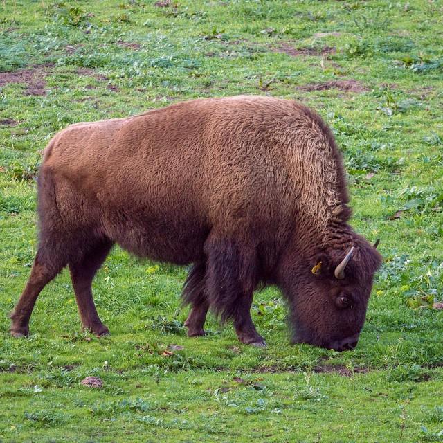 ToshGiles's tweet photo. This #bison roams around the middle of #SanFrancisco with seven friends in the #BisonPaddock of #GoldenGatePark. It… http://t.co/IvfypMyvgr
