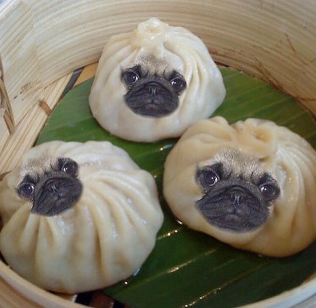 ORaiche's tweet photo. Puglings @keinmagazine  🙏 http://t.co/bRUez9Ns28