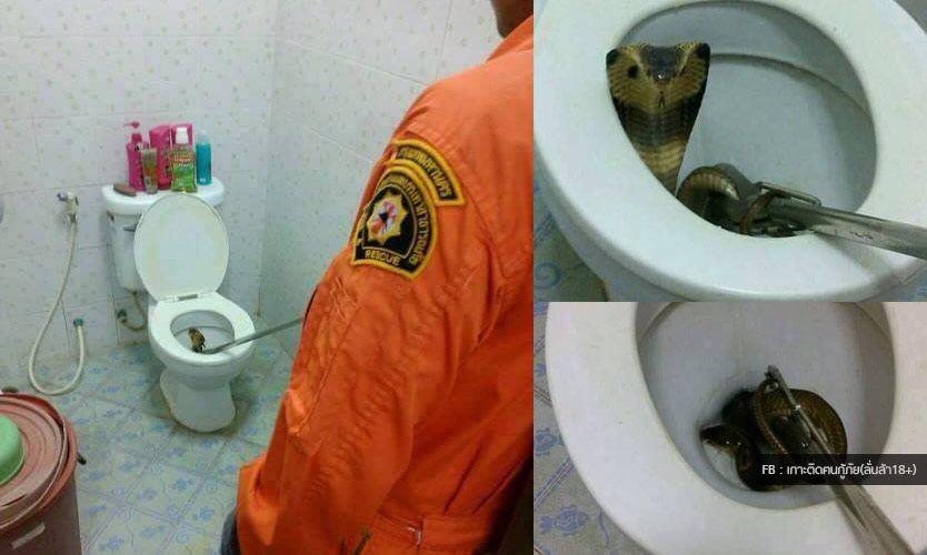 fejl Slud fløde Judy on X: "@ricvrdoo_ “@RichardBarrow: Cobra snake found in a toilet bowl  in #Bangkok http://t.co/glGIjbJotD #Thailand http://t.co/O9ZLKtS3Yi”" / X