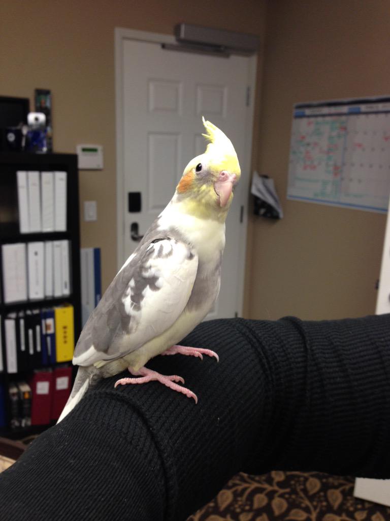 Meet our new addition to our memory care unit ! Please help us name our newest friend. He is a male from Australia!