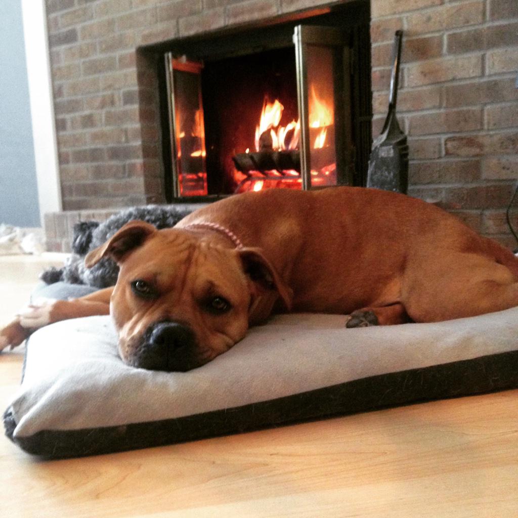 c94812's tweet photo. Such a rough life Gibson has now! #AdoptDontShop #pibble #pitbulldogsarefamily #foster #adoptable @savingsunny http://t.co/UN6qioJmSO