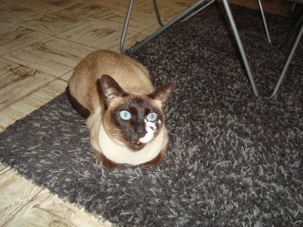 infopico's tweet photo. SE PERDIO GATA SIAMESA. OFREZCO RECOMPENSA http://t.co/1XO8d4kH9c http://t.co/wTDNDrtoqh