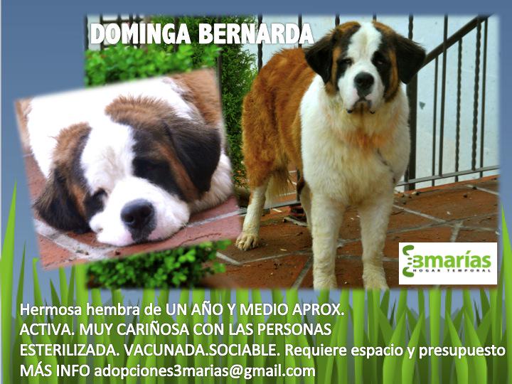 hogarT3Marias's tweet photo. HERMOSA Dominga Bernarda en adopción responsable. Esterilizada,vacunada. guiacanina@gmail.com http://t.co/btPim46KuD