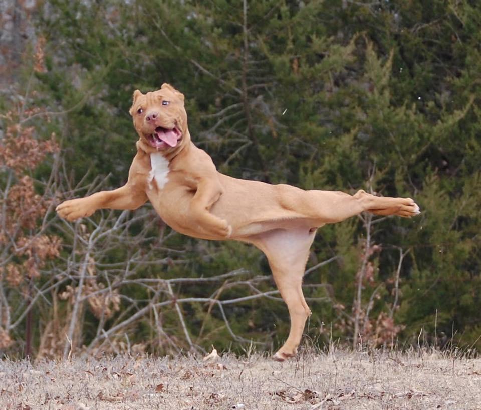 irizkeaga's tweet photo. "@Elverojaguar: http://t.co/tAXkHKUZFk" @RaquelCaruzzo a donde se mira en un primer arabesque?