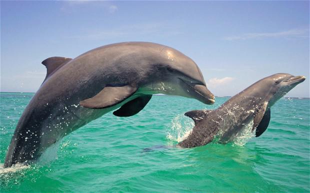 #SanFrancisco declares: every #whale &amp; #dolphin has the right to be free  theecologist.org/campaigning/26… #environment #oceans