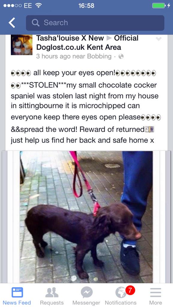 pigdog57's tweet image. @MissingPetsGB