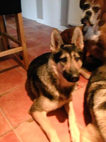 sueshermanuk's tweet image. Anyone know anybody that might b able 2 take 2 14month old GSD owner taken seriously ill and can&apos;t keep them 😢 RT x