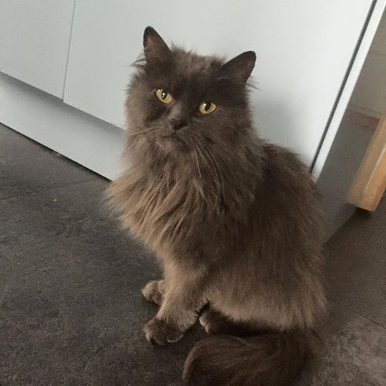 lpoollou174's tweet image. @MissingPetsGB #MISSING #BALLOU#KNOWSLEY#LIVERPOOL 34