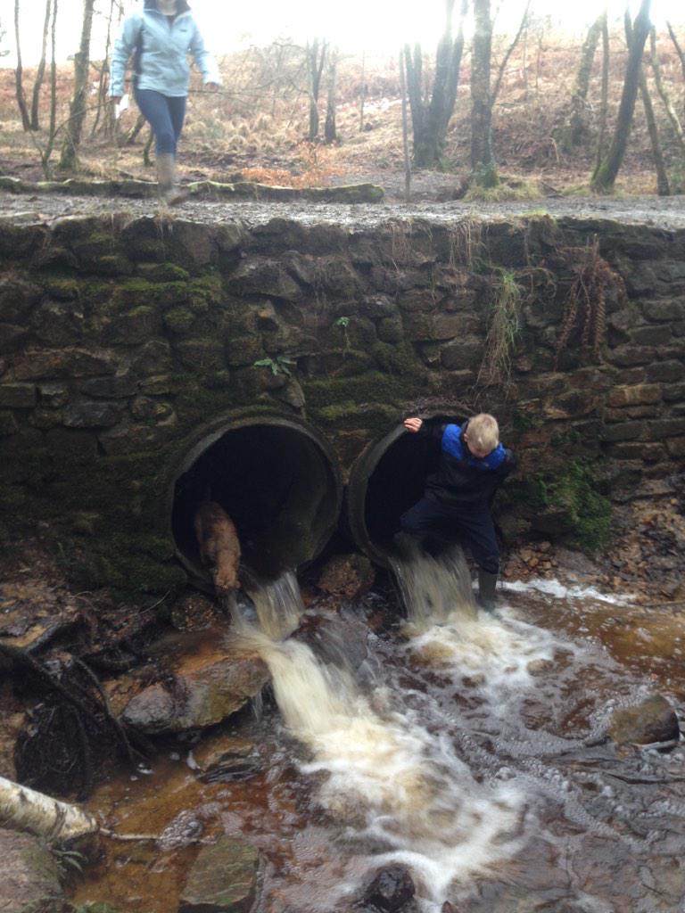 HenrysHouse's tweet photo. New game, playing pooh sticks with live animals, and children. Children make faster sticks #toptip #notreallyuseful http://t.co/zdIAnsg1e0