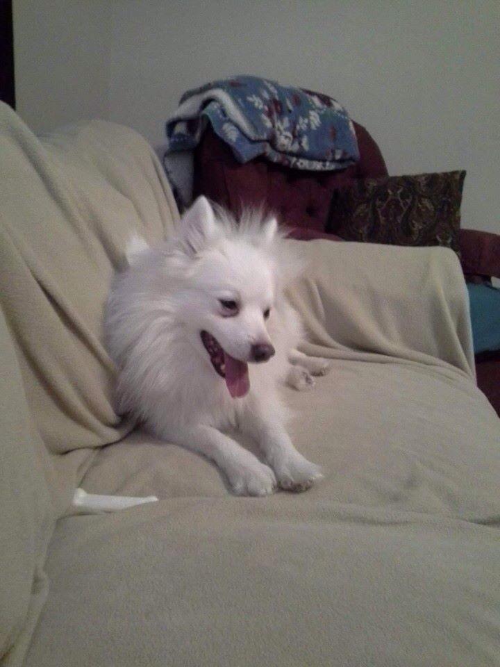 AngelsOfFur K9Rescue tweet media
