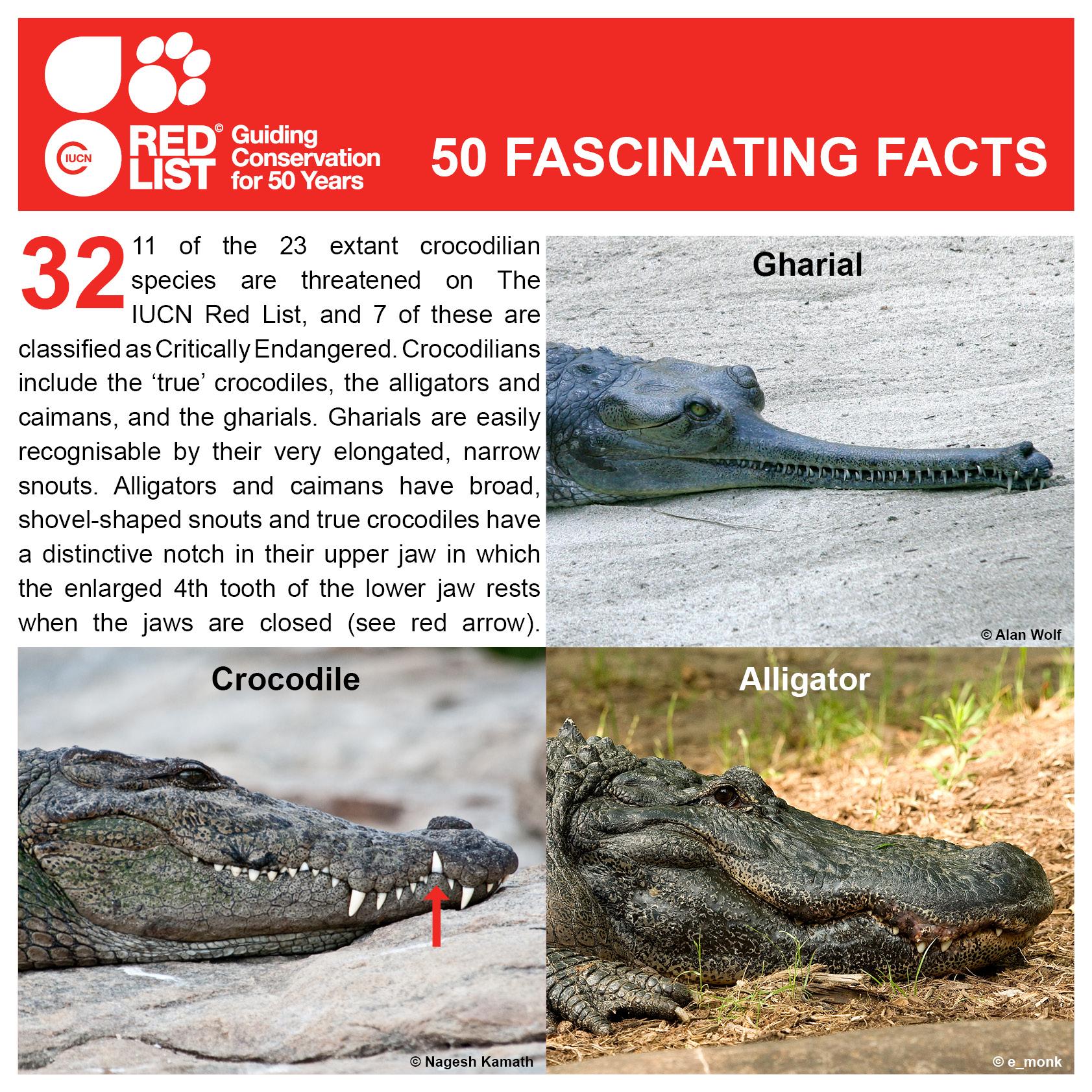 billede Anvendt Glorious IUCN Red List on Twitter: "Do you know your crocs? Here's this week's  #FascinatingFact! #crocodile #gharial #alligator http://t.co/WFQguTdP6z" / X
