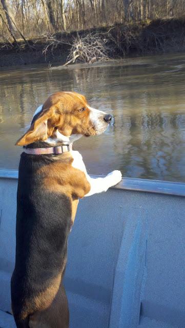 arosl87's tweet photo. RIP river dog. http://t.co/GrWBQoVsPq