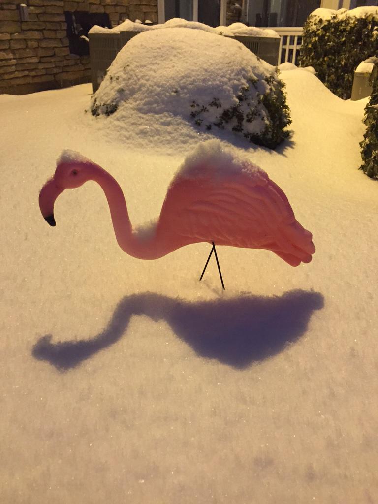 Desk_Pop1's tweet photo. “@burnzgrl 10" http://t.co/K5HZyWKlue”
This photo confirms the flamingo did indeed see it's shadow. Another six weeks of winter on the way!