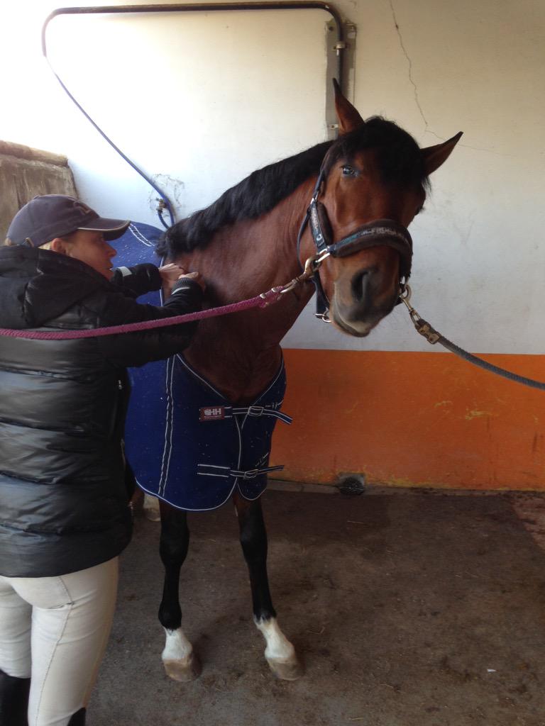 lmn_88's tweet photo. My horse enjoying a massage! #lusitano #stallion #portugal http://t.co/f1KRCS9mJx